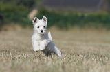 WESTIE 170